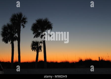 Silhouette von Palmen bei Sonnenuntergang in St. Pete Beach, Florida Stockfoto