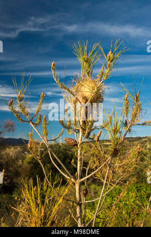 Kiefer processionary Caterpillar Nest auf einer kleinen Kiefer in der Landschaft in der Nähe von Sunset, blauer Himmel, in Paphos, Zypern, Europa Stockfoto