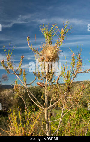 Kiefer processionary Caterpillar Nest auf einer kleinen Kiefer in der Landschaft in der Nähe von Sunset, blauer Himmel, in Paphos, Zypern, Europa Stockfoto