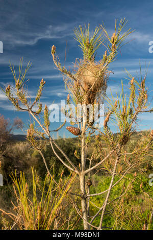 Kiefer processionary Caterpillar Nest auf einer kleinen Kiefer in der Landschaft in der Nähe von Sunset, blauer Himmel, in Paphos, Zypern, Europa Stockfoto