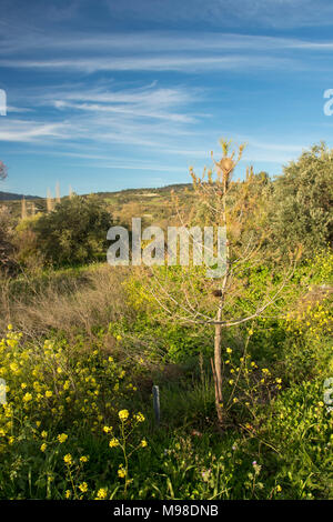 Kiefer processionary Caterpillar Nest auf einer kleinen Kiefer in der Landschaft in der Nähe von Sunset, blauer Himmel, in Paphos, Zypern, Europa Stockfoto