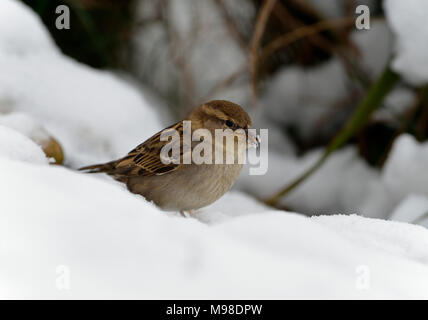 Haussperling Passer domesticus Weiblichen im Schnee Stockfoto