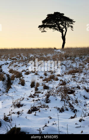 Scots Pine Tree in Schnee am Waldegrave Pool, Mendip Hills, Somerset Stockfoto