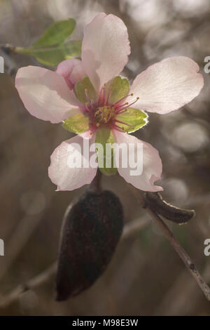 Bittere Mandelblüten (weiß) auf dem Baum im Frühling Sonnenschein, Paphos, Zypern, Insel im Mittelmeer, Europa Stockfoto