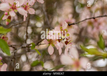 Bittere Mandelblüten (weiß) auf dem Baum im Frühling Sonnenschein, Paphos, Zypern, Insel im Mittelmeer, Europa Stockfoto