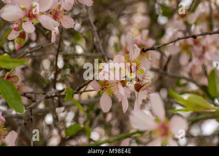 Bittere Mandelblüten (weiß) auf dem Baum im Frühling Sonnenschein, Paphos, Zypern, Insel im Mittelmeer, Europa Stockfoto