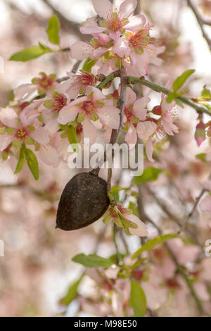 Bittere Mandelblüten (weiß) auf dem Baum im Frühling Sonnenschein, Paphos, Zypern, Insel im Mittelmeer, Europa Stockfoto