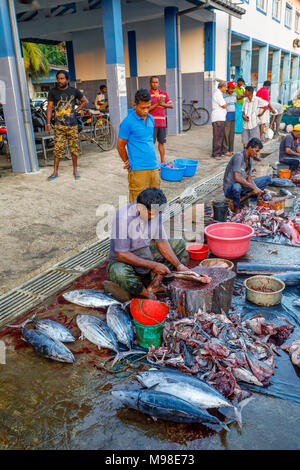 Große frisch gefangenen Fisch von lokalen Fischern auf dem Fischmarkt am Kai im Hafen von Weligama, Mirissa, Südküste von Sri Lanka vorbereitet wird. Stockfoto