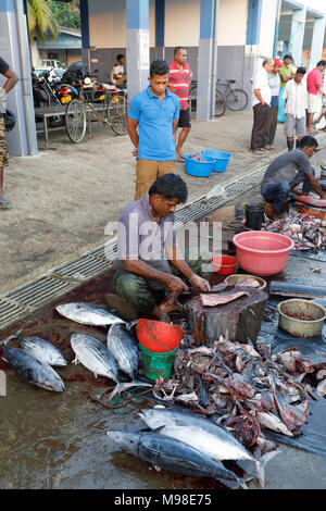 Große frisch gefangenen Fisch von lokalen Fischern auf dem Fischmarkt am Kai im Hafen von Weligama, Mirissa, Südküste von Sri Lanka vorbereitet wird. Stockfoto