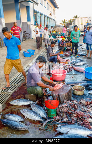 Große frisch gefangenen Fisch von lokalen Fischern auf dem Fischmarkt am Kai im Hafen von Weligama, Mirissa, Südküste von Sri Lanka vorbereitet wird. Stockfoto