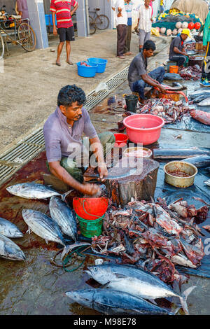 Große frisch gefangenen Fisch von lokalen Fischern auf dem Fischmarkt am Kai im Hafen von Weligama, Mirissa, Südküste von Sri Lanka vorbereitet wird. Stockfoto