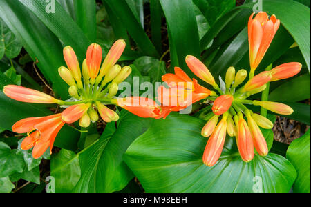 Clivia, der Amaryllidaceae, Kaffir Lily, Zypressen Garten, Mill Valley, Kalifornien