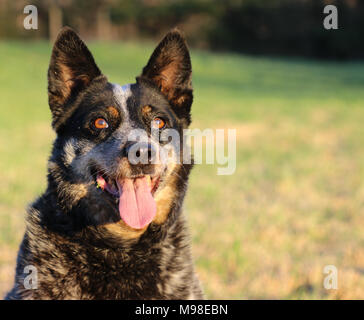 Australian Cattle Dog Stockfoto