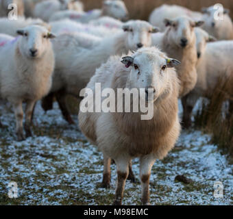 Herdwick-schafe in Noth Wales im Winter bei Sonnenuntergang. Die Schafe haben eine orangefarbene Tönung aufgrund der untergehenden Sonne. Die Schafe werden in Kürze Lamm. Stockfoto