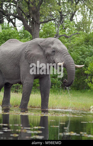 Afrikanischer Elefant (Loxodonta africana). Trinkwasser aus dem Fluss mit Stamm. Chobe National Park. Okavango Delta. Botswana. Afrika. Stockfoto