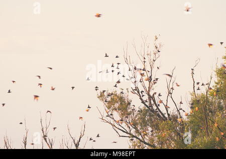 Schwarm Vögel fliegen aus dem Baum Stockfoto