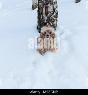 English Cocker Spaniel dog portrait im Winter. Stockfoto