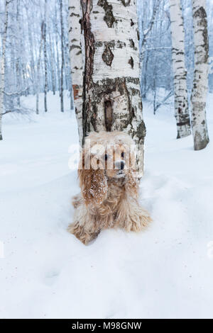 English Cocker Spaniel dog portrait im Winter. Stockfoto