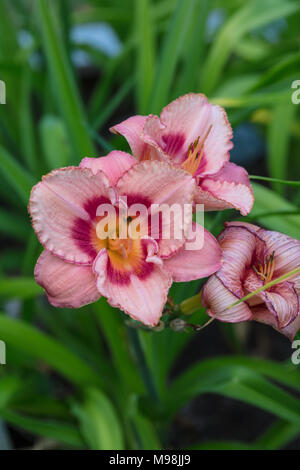 'Strawberry Candy' Daylily, Daglilja (Hemerocallis) Stockfoto