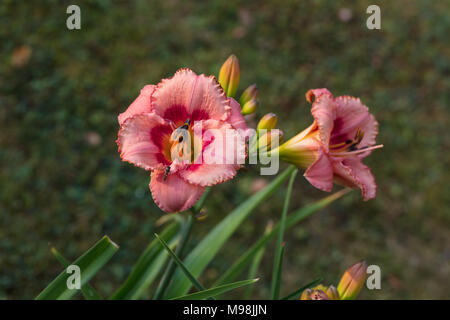 'Strawberry Candy' Daylily, Daglilja (Hemerocallis) Stockfoto