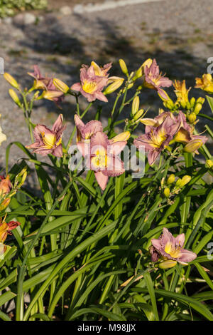 "Rauch-Signal' Daylily, Daglilja (Hemerocallis) Stockfoto