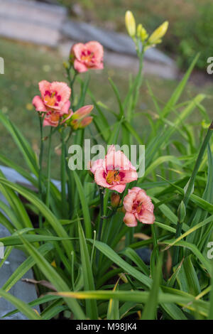 'Strawberry Candy' Daylily, Daglilja (Hemerocallis) Stockfoto