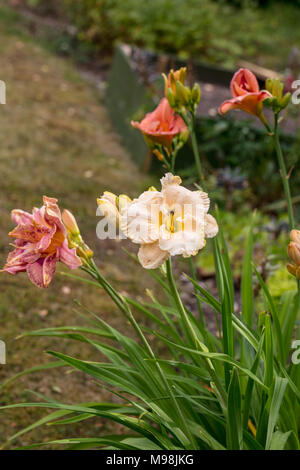 'Victorian Lace" Daylily, Daglilja (Hemerocallis) Stockfoto