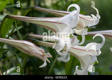 Formosa Lilie, (Lilium formosanum Basunlilja) Stockfoto