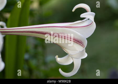 Formosa Lilie, (Lilium formosanum Basunlilja) Stockfoto