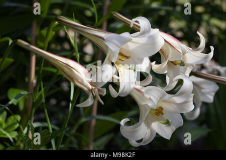 Formosa Lilie, (Lilium formosanum Basunlilja) Stockfoto