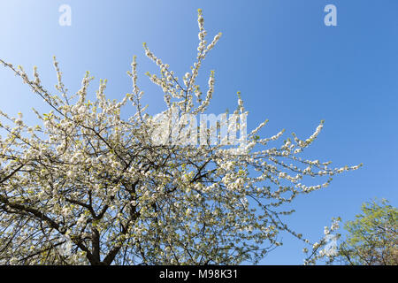 Süßkirsche (Prunus Avium), rote Kirschen an einem Baum. Deutschland