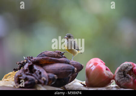 Eine weibliche orange bellied flowerpecker (Hippolais trigonostigma) angezogen Fäulnisbefall Bananen und Obst in Sabah Malaysian Borneo Stockfoto