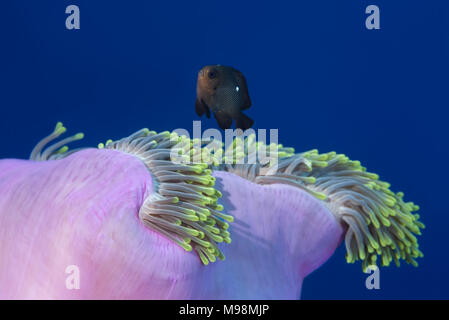 Domino Dirne (Dascyllus Trimaculatus) schwimmt über rosa Anemone im blauen Wasser Stockfoto