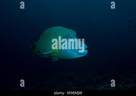 Humphead Lippfische oder Napoleonfish (Cheilinus undulatus) Schwimmen im blauen Wasser Stockfoto