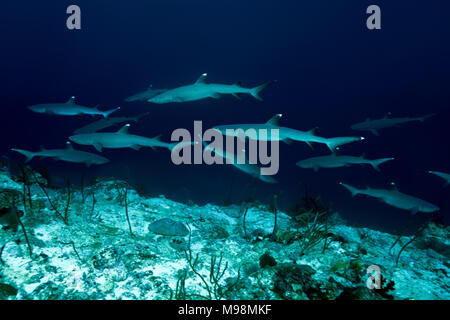 Schule der Weißspitzen-Riffhai (Triaenodon obesus) schwimmt im blauen Wasser über Coral Reef Stockfoto