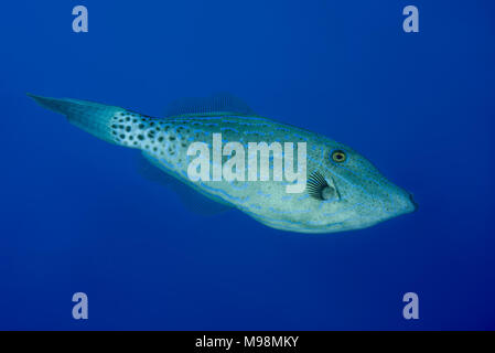 Scrawled Filefish (Aluterus skriptingunterbrechung) im blauen Wasser Stockfoto