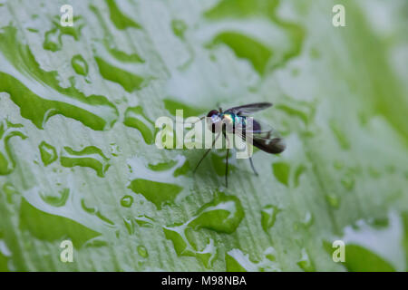 Drosophila thront auf einem grünen Blatt mit Wassertropfen. Stockfoto