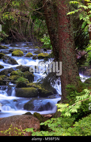 Polen, Tatra, Zakopane Dolina Koscieliska Tal und Potok Koscieliski Creek Stockfoto