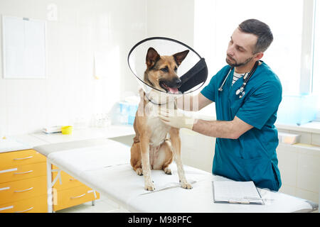 Hund und Tierarzt Stockfoto