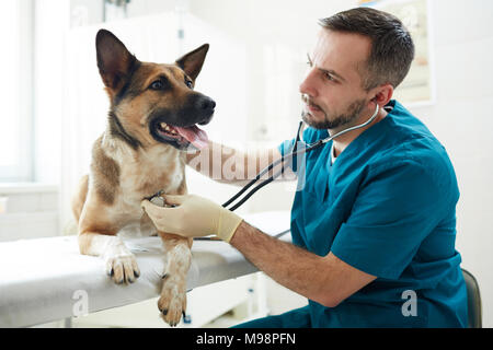Hund in der Berufsbildung Kliniken Stockfoto