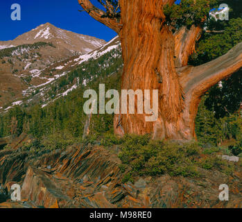 Räucherstäbchen Zeder, Calocedrus decurrens, Rainbow Peak, mineralische König, Sequoia National Park, Kalifornien Stockfoto