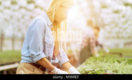Weibliche Gärtner ordnet Blumentöpfe in den ordentlichen Zeilen in einem sonnigen Industrielle Gewächshaus. Stockfoto