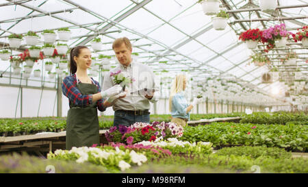 An einem sonnigen Gewächshaus Schöne junge Gärtner wirbt/Blumentopf auf respektable Geschäftsmann zeigt, verwendet er Tablet-PC Stockfoto