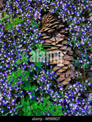 Western Dayflower, Sugar Pine Cone, Sequoia National Park, Kalifornien Stockfoto