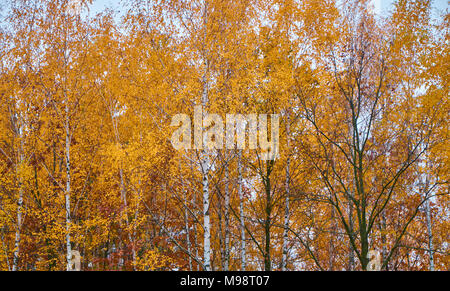 Goldener Herbst Hintergrund, Blätter in gelb eingefärbt Stockfoto