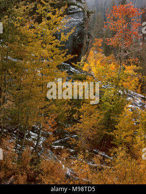 Herbstfarben, Jenny Seen Wüste, Giant Sequoia National Monument, Sierra Nevada, Kalifornien Stockfoto