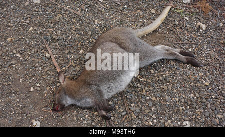 Die Berichte zeigen, dass die Zahl der wilden Tiere jährlich auf der Tasmanischen Straßen getötet gleichsetzen könnte zu einer unglaublichen Zahl 500 000. Das ist fast eine pro Kopf der staatlichen australischen Bevölkerung, die im Jahr 2017 fast 520 000. Der Staat ist stolz auf seine Anstrengungen im Hinblick auf die Erhaltung der Umwelt besonders die Tierwelt wie der Tasmanische Teufel. Das hohe Risiko Zeit für die Auseinandersetzung mit Wildtieren auf der Straße wird betrachtet, um von Dämmerung zu Dämmerung, wenn viele Arten sind auf der Suche nach Nahrung und Wasser mit dem Auto Lichter losreißen können, als sie über die Straße. Stockfoto