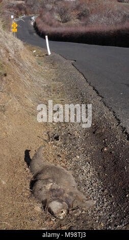 Allerdings ist nicht alles und die Erhaltung der Fauna als in Tasmanien Tasmanien sich in der wenig beneidenswerten Position, als die "ROADKILL" Hauptstadt der Welt findet. Mit mehr Tieren pro Kilometer getötet zu werden als irgendwo sonst in der Welt Berichte zeigen, dass die Zahl der wilden Tiere jährlich auf der Tasmanischen Straßen getötet gleichsetzen könnte zu einer unglaublichen Zahl 500 000. Das ist fast eine pro Kopf der staatlichen australischen Bevölkerung, die im Jahr 2017 fast 520 000. Stockfoto