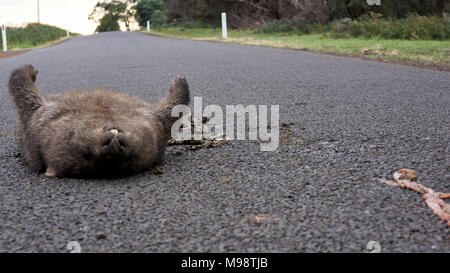 Die Berichte zeigen, dass die Zahl der wilden Tiere jährlich auf der Tasmanischen Straßen getötet gleichsetzen könnte zu einer unglaublichen Zahl 500 000. Das ist fast eine pro Kopf der staatlichen australischen Bevölkerung, die im Jahr 2017 fast 520 000. Der Staat ist stolz auf seine Anstrengungen im Hinblick auf die Erhaltung der Umwelt besonders die Tierwelt wie der Tasmanische Teufel. Für viele so entlang der Inseln Straßennetz reisen es bald zeigte sich die überraschende Zahl von Wildtieren "ROADKILL" wird. Stockfoto