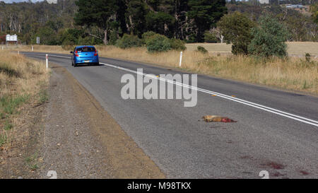 Die Tierwelt roadkill Opfer ist auf die Elemente auf Tasmanischem Landstraße links angetrieben. Die Berichte zeigen, dass die Zahl der wilden Tiere jährlich auf der Tasmanischen Straßen getötet gleichsetzen könnte zu einer unglaublichen Zahl 500 000. Das ist fast eine pro Kopf der staatlichen australischen Bevölkerung, die im Jahr 2017 fast 520 000. Der Staat ist stolz auf seine Anstrengungen im Hinblick auf die Erhaltung der Umwelt besonders die Tierwelt wie der Tasmanische Teufel. Für viele so entlang der Inseln Straßennetz reisen es bald zeigte sich die überraschende Zahl von Wildtieren "ROADKILL" wird. Stockfoto